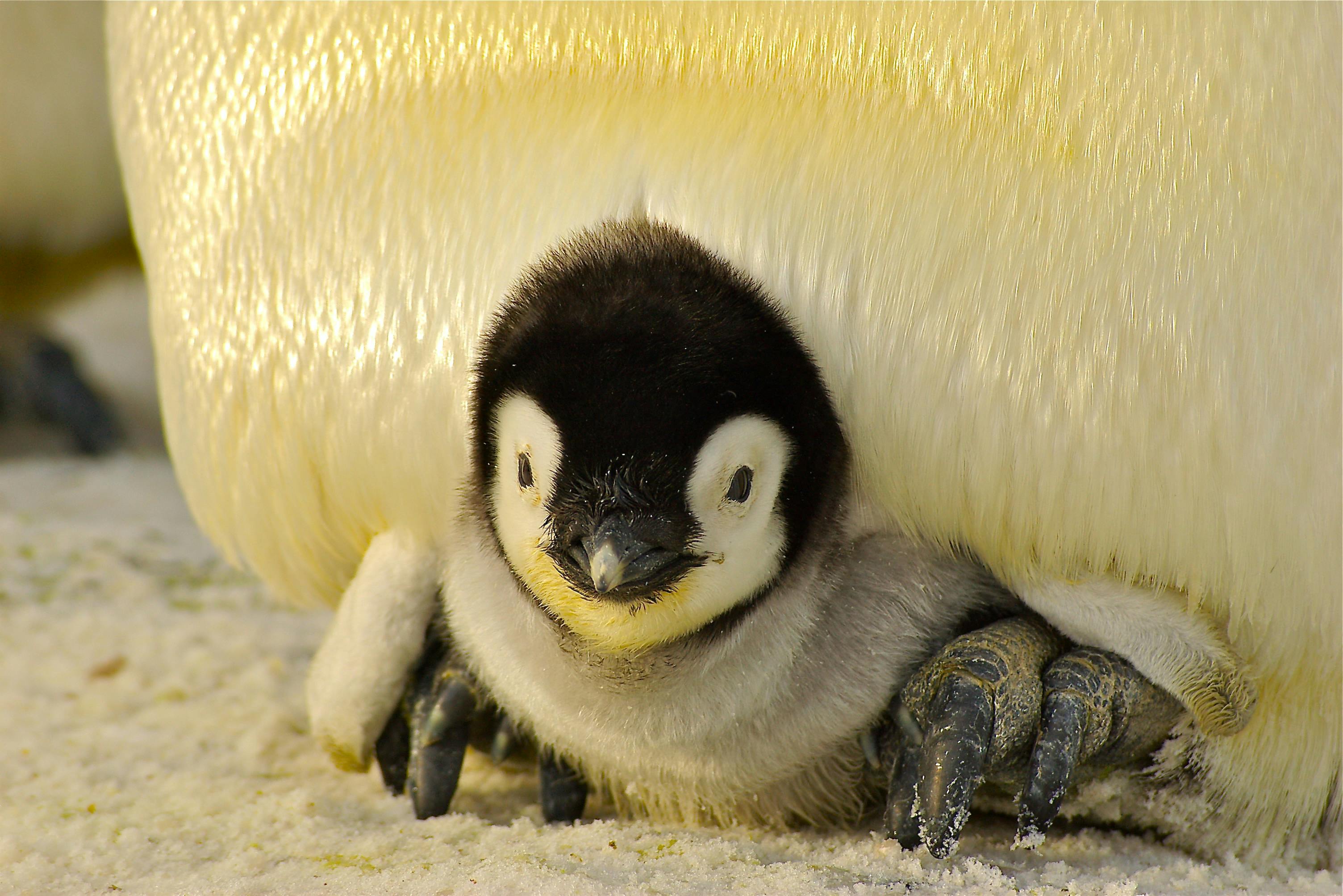 Conservation des habitats de manchots