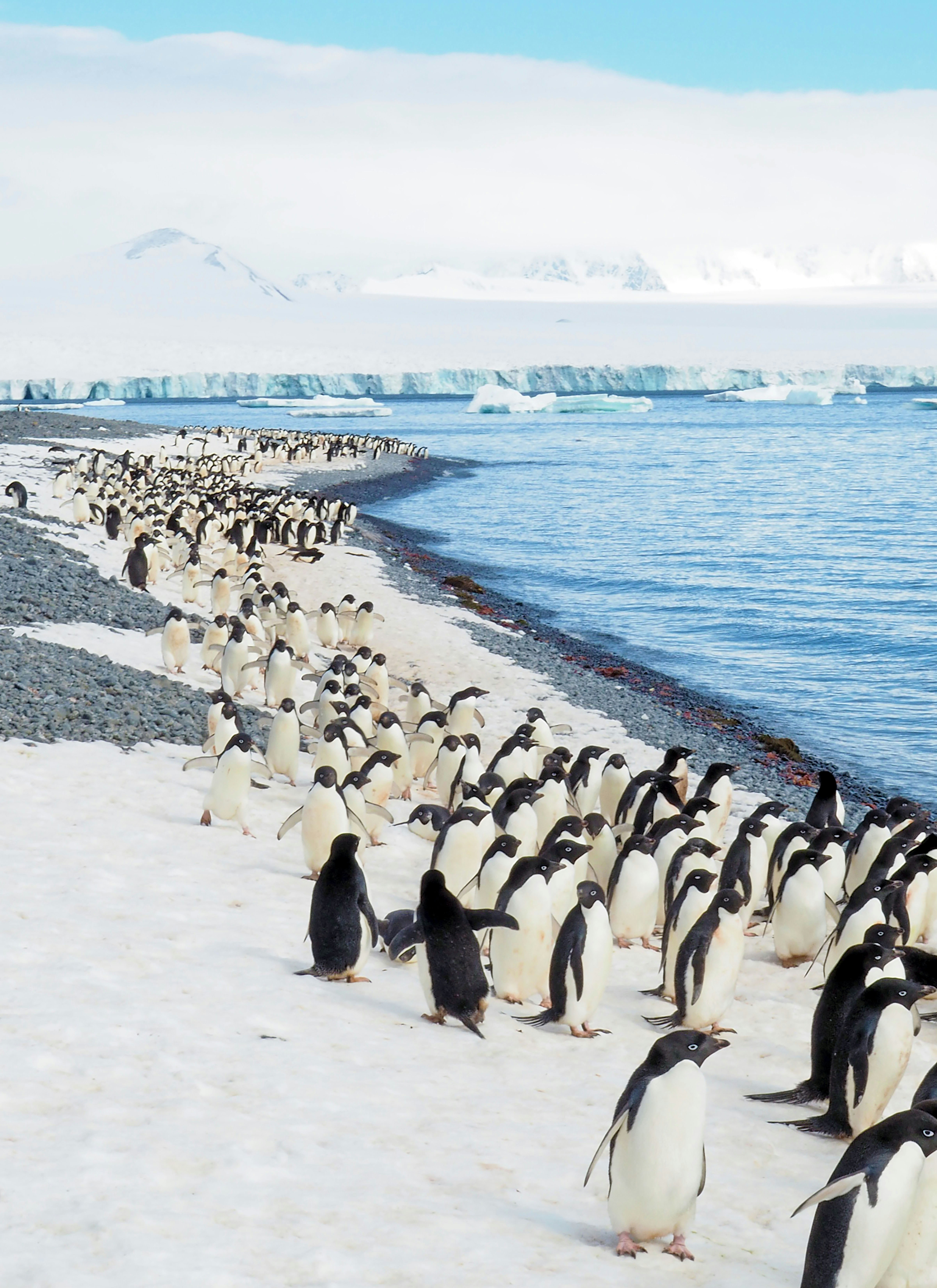 Habitat naturel des manchots